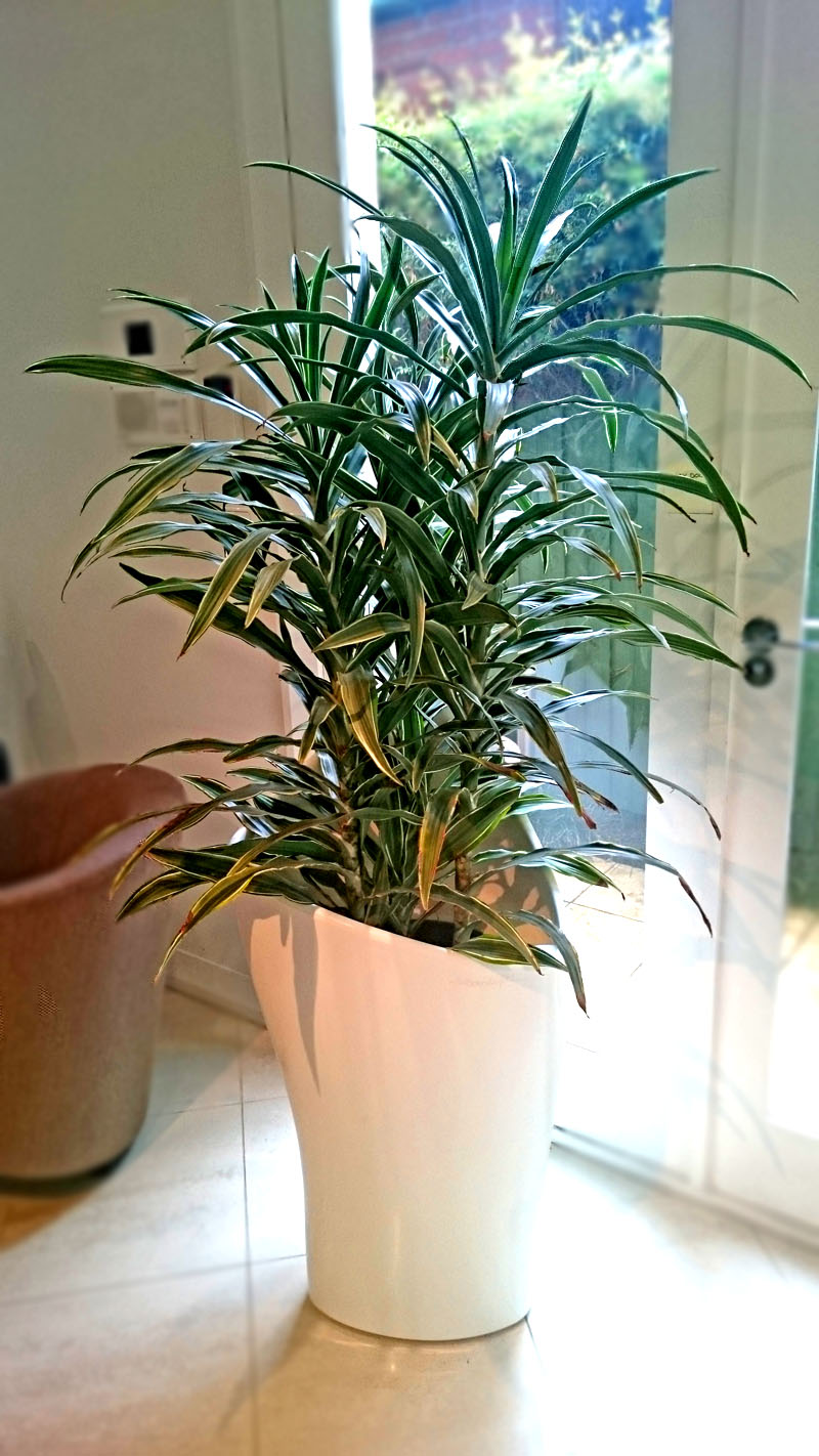 Indoor Plants for hire from Broadway Planscapers