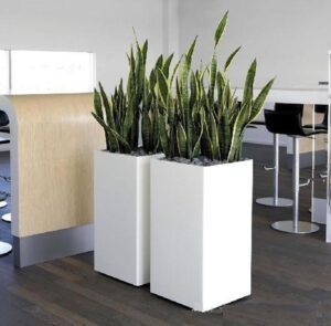 Tall White Pots for Indoor Plant hire from Broadway Plantscapers