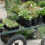 Broadway Plantscapers Plants & Containers may be purchased