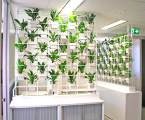 Small Square Pot White for Indoor Plant hire from Broadway Plantscapers