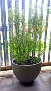 Through | Spath for Indoor Plant hire from Broadway Plantscapers