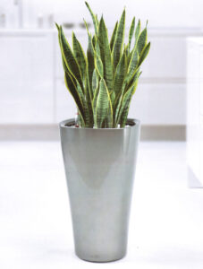 Oxygen Pot for Indoor Plant hire from Broadway Plantscapers