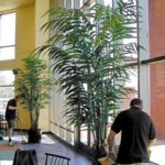 Broadway Plantscapers will install your plants