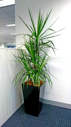 Indoor Plants Melbourne | Broadway Plants - palm