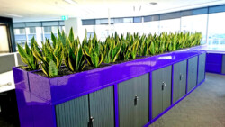 Indoor Plants Melbourne | Broadway Plants - Mother in Laws Tongue in Troughs