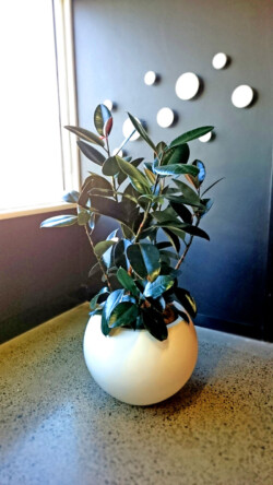 Indoor Plants Melbourne | Broadway Plants - Pothos plant