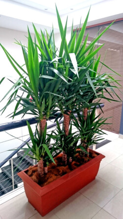 Indoor Plants Melbourne | Broadway Plants - Yukka