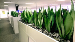 Indoor Plants Melbourne | Broadway Plants - Mother in Laws Tongue in Troughs