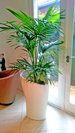 Indoor Plants Melbourne | Broadway Plants - Palm