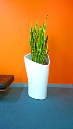 Indoor Plants Melbourne | Broadway Plants - Mother in Laws Tongue