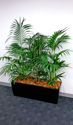 Indoor Plants Melbourne | Broadway Plants - Kentia Palm in Black Trough