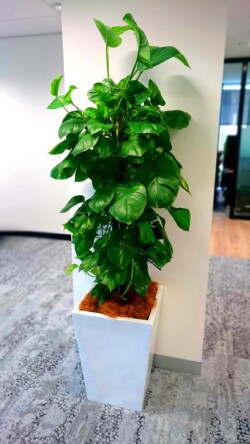 Indoor Plants Melbourne | Broadway Plants - Pothos in White Wedge pot