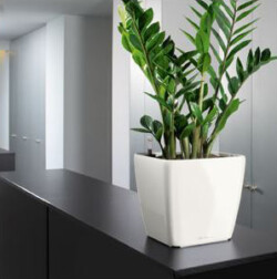 Indoor Plants Melbourne | Broadway Plants - Zanzaba Plant