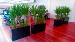 Indoor Plants Melbourne | Broadway Plants - Tall Yukka in Troughs