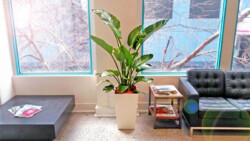 Indoor Plants Melbourne | Broadway Plants - banana palm