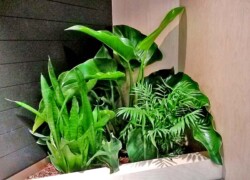 Indoor Plants Melbourne | Broadway Plants - Corner Feature with lilies and ferns