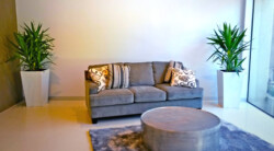 Indoor Plants Melbourne | Broadway Plants - couch yukka