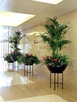 Indoor Plants Melbourne | Broadway Plants - Indoor plant design