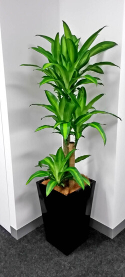 Indoor Plants Melbourne | Broadway Plants - happyplant