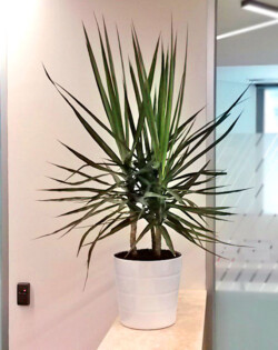Indoor Plants Melbourne | Broadway Plants - Margi Plant