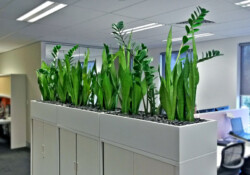 Indoor Plants Melbourne | Broadway Plants - pots for indoor plants - trough