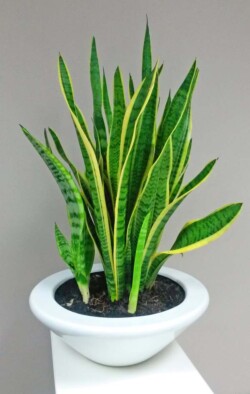 Indoor Plants Melbourne | Broadway Plants - Mother in Laws Tongue