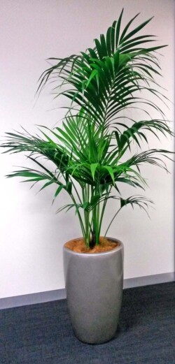 Indoor Plants Melbourne | Broadway Plants - palm plant