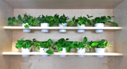 Indoor Plants Melbourne | Broadway Plants - Pothos plant