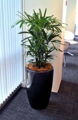 Indoor Plants Melbourne | Broadway Plants - raphis plant