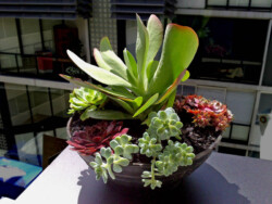 Indoor Plants Melbourne | Broadway Plants - a bowl of succulent plants