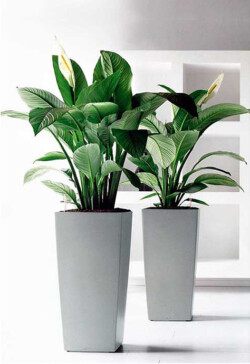 Indoor Plants Melbourne | Broadway Plants - pots for indoor plants - big white pot
