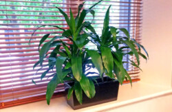 Indoor Plants Melbourne | Broadway Plants - Windowjenny